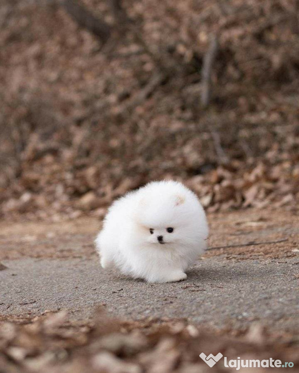 Pomeranian BOO mini toy