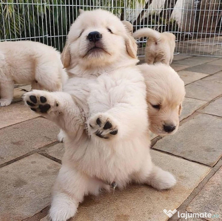 Golden retriever puiuți