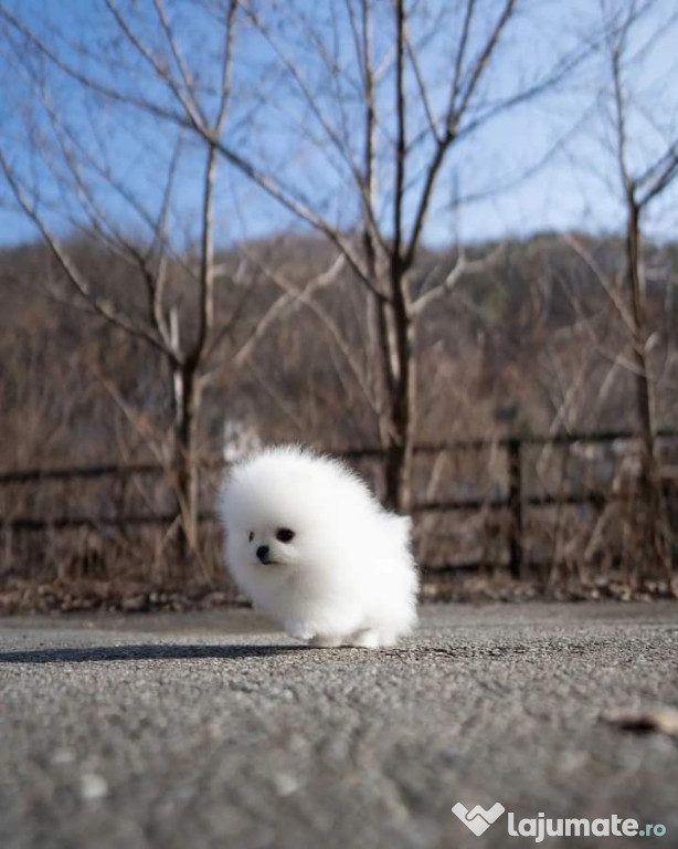 Pomeranian teacup miniatura boo