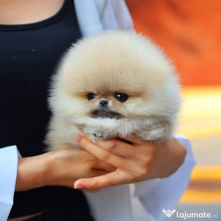 Pomeranian boo cel mai frumos cadou