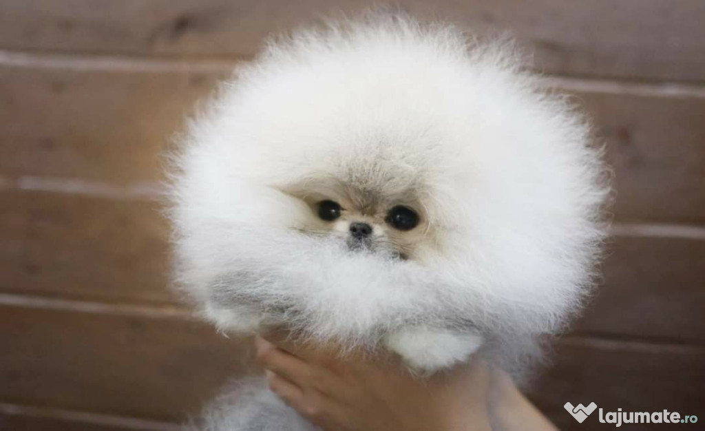 Poze reale pomeranian puppy