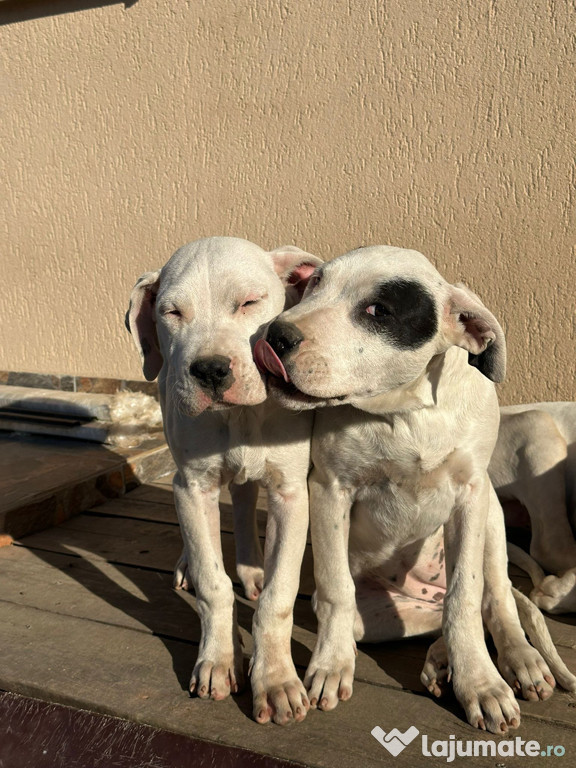 Dog argentinian femele