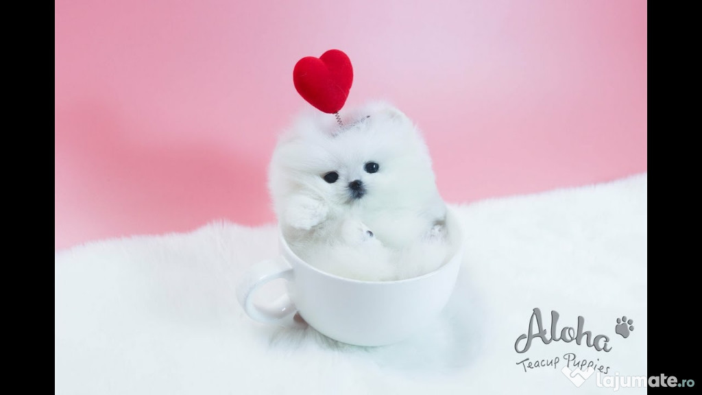 Pomeranian mini boo teeacup