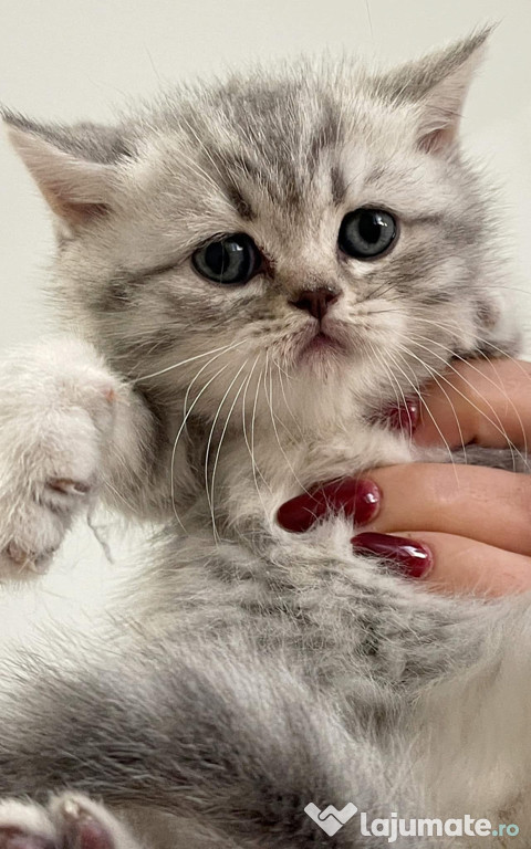 British shorthair chinchilla