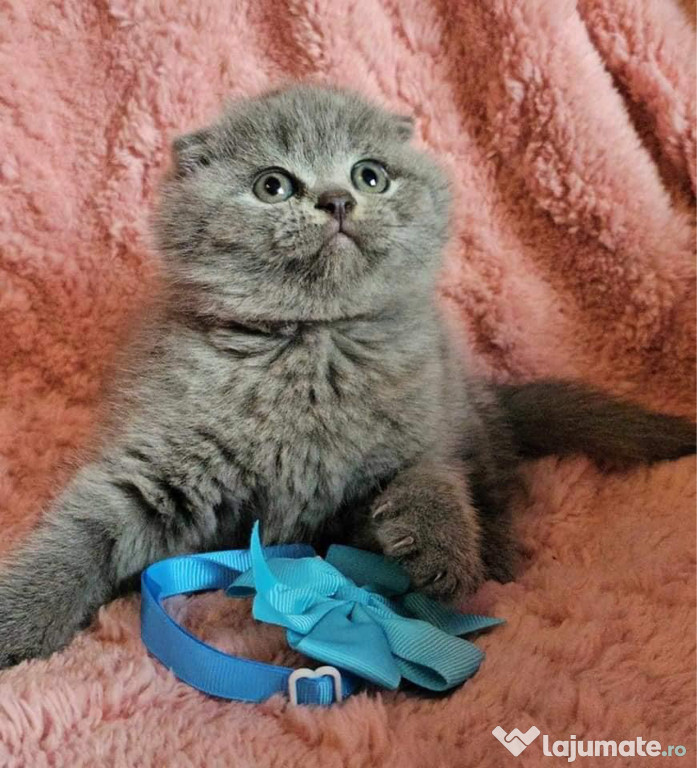 Scottish fold blue