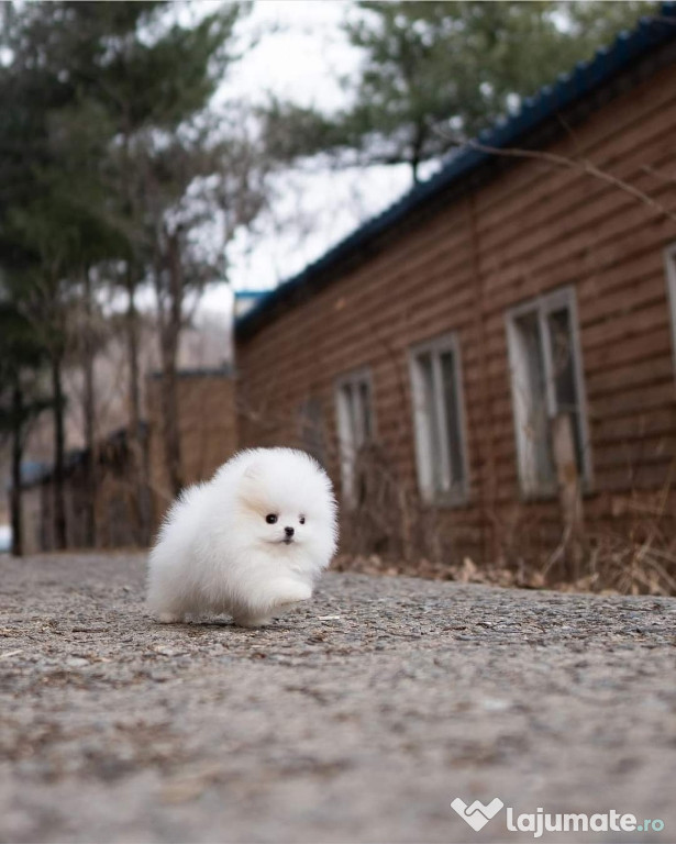 Pomeranian boo adevaratul boo