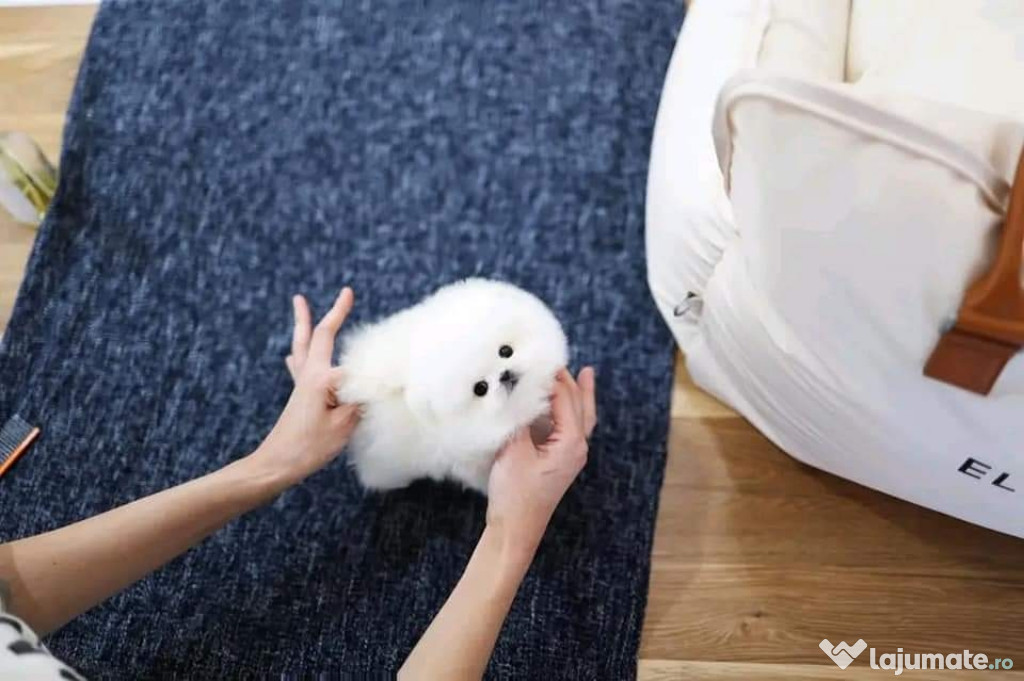 Pomeranian mini teacup ursulet