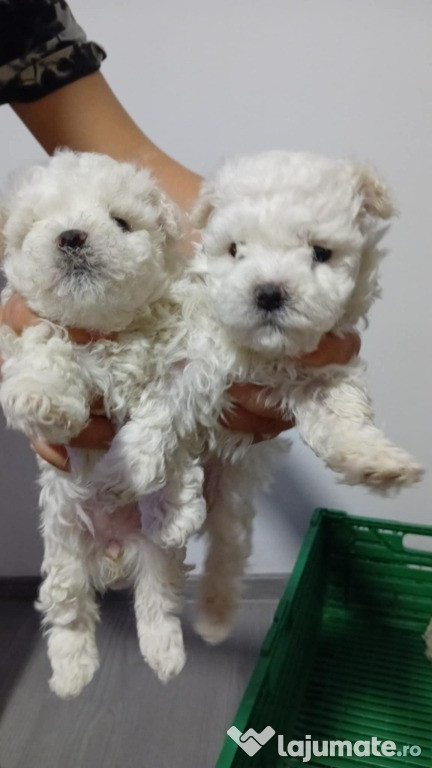 3 pui Bichon Bolognese cauta stapani