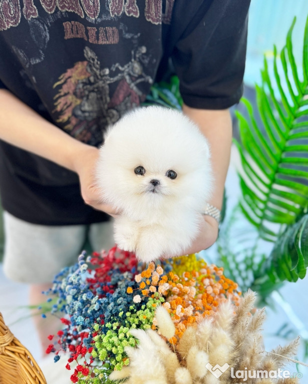 Pomeranian mini boo