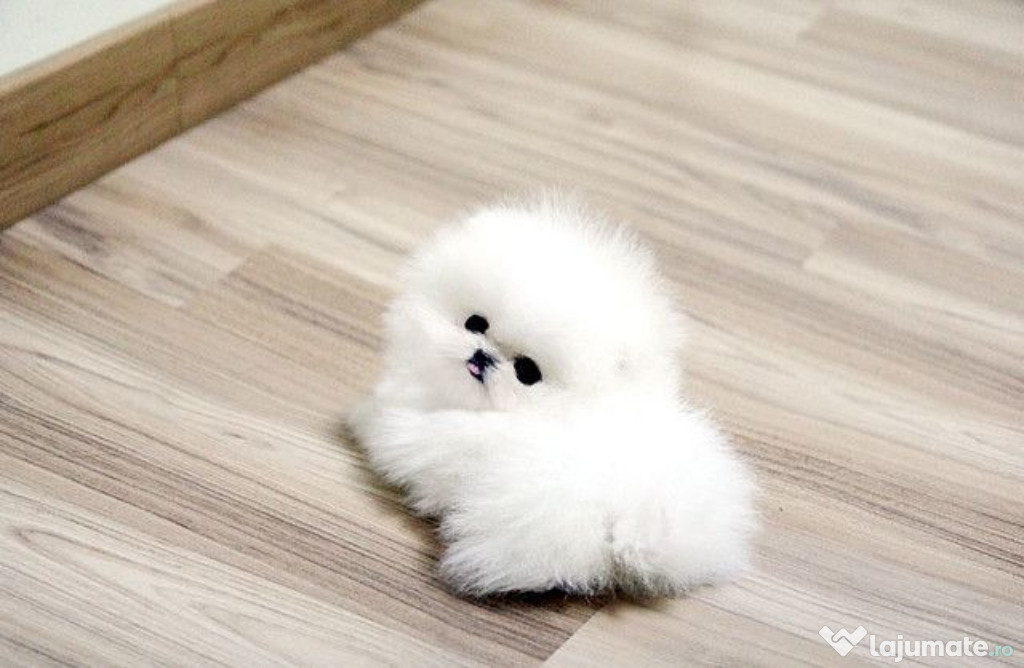 Pomeranian mini toy exemplare superbe