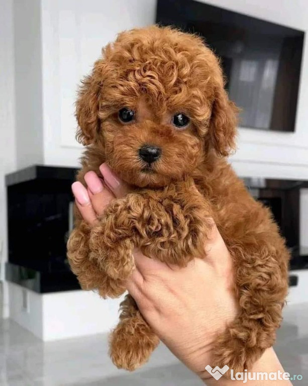 Toy pudel-- Toy Poodle