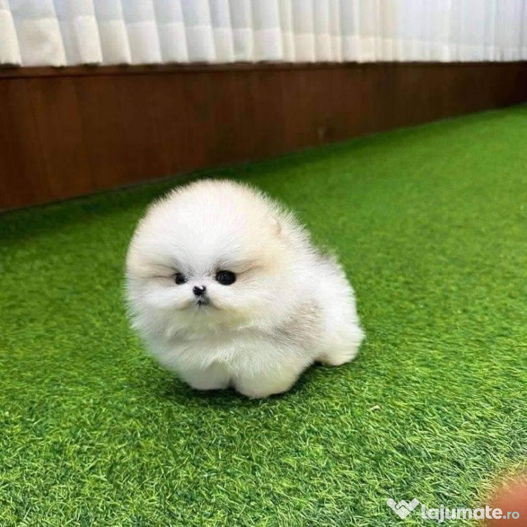 Pomeranian Mini boo