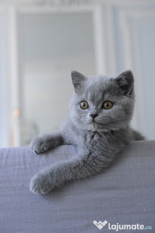 British shorthair băieței și fetițe