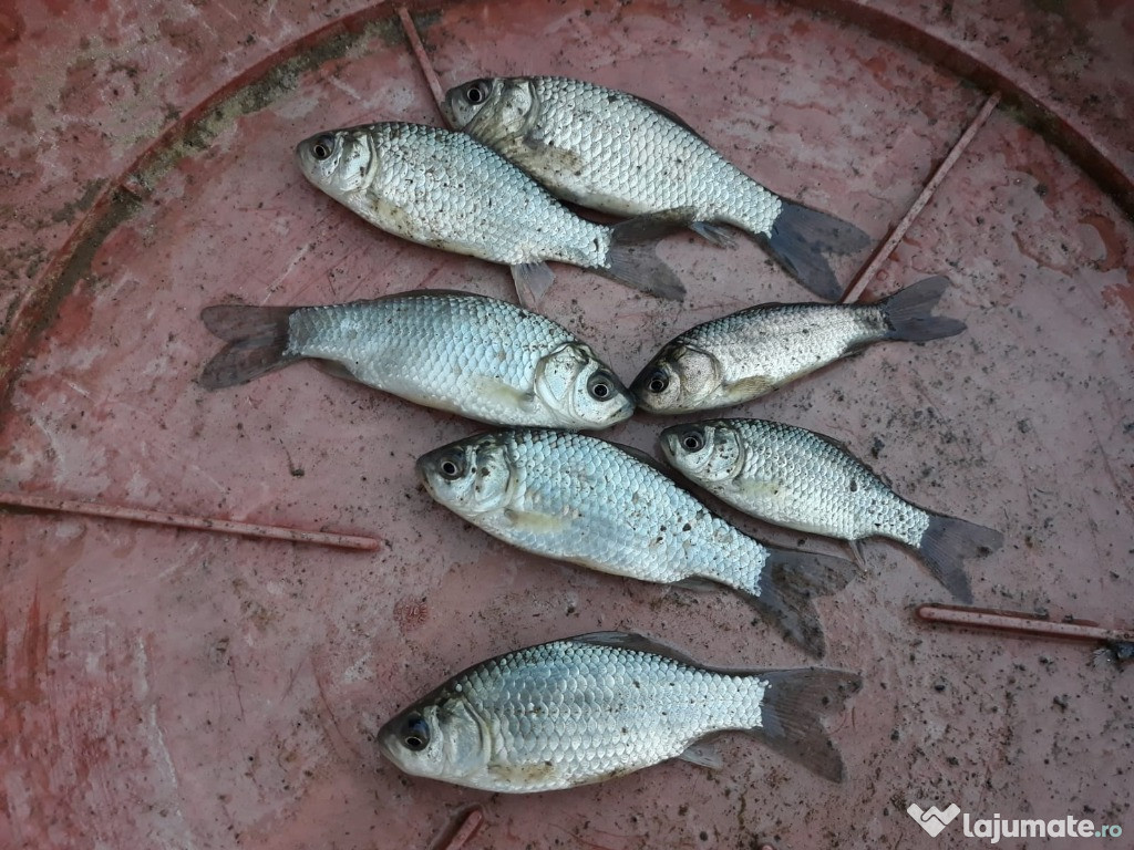 Pestisori carasi știucă salau