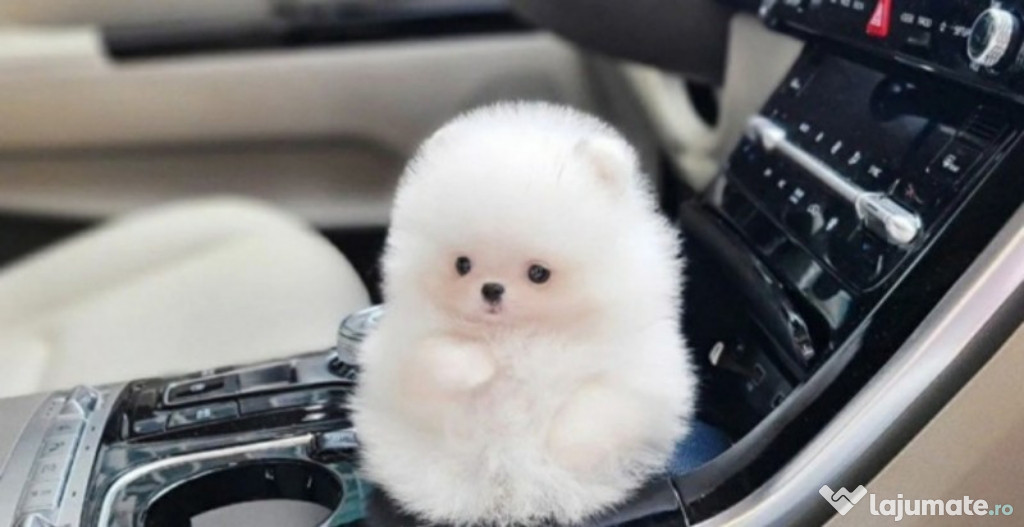 Pomeranian mini toy talie mica la maturitate