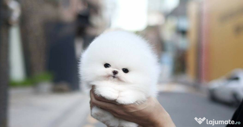 Pomeranian teeacup mini toy