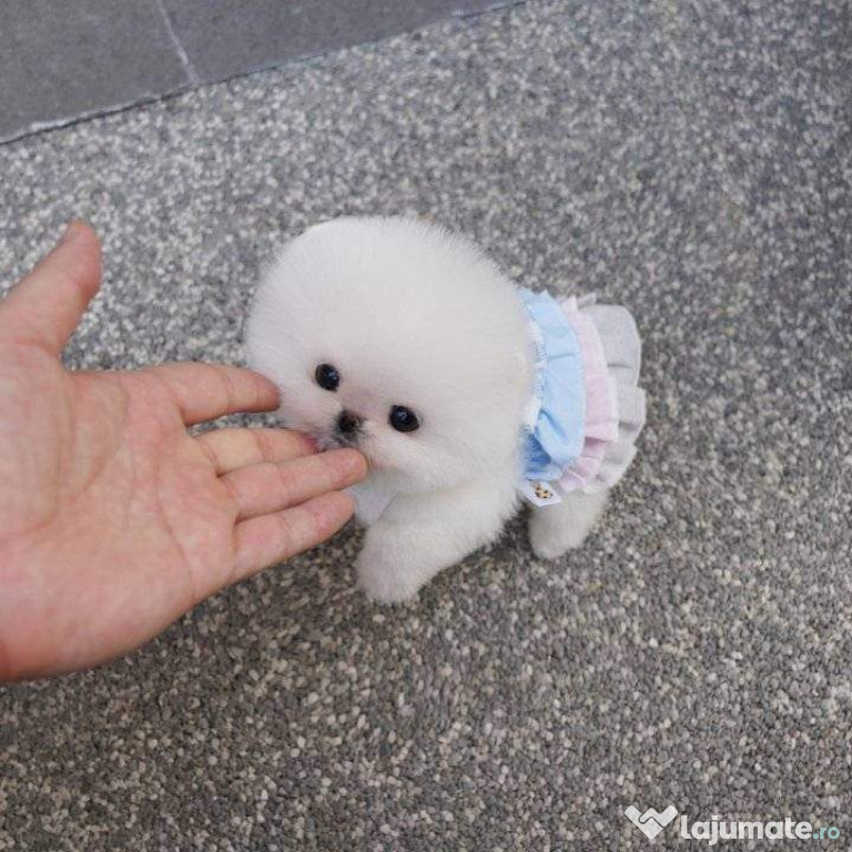 Pomeranian boo teacup