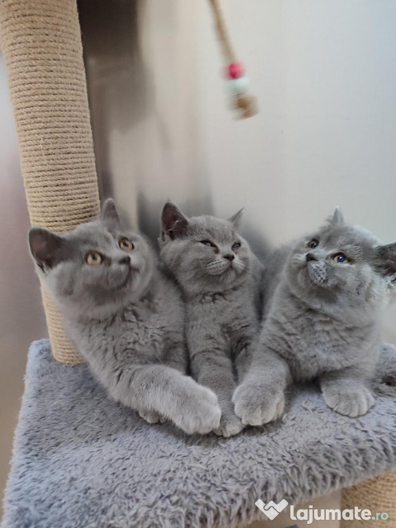 British shorthair pisoiasi superbi