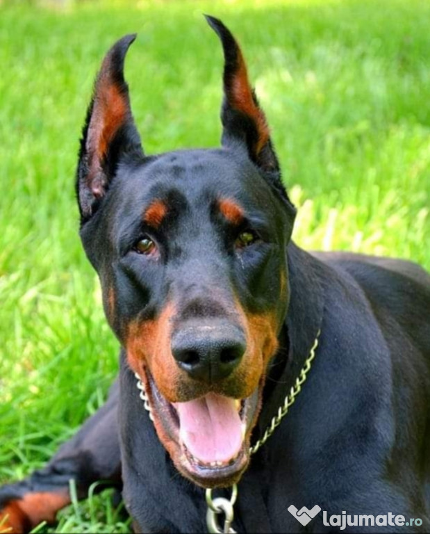 Vând pui Doberman