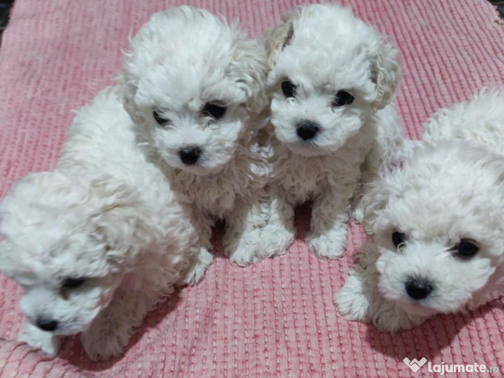 Bichon maltese mini toy