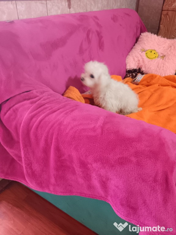 Bichon Maltez talie mijlocie