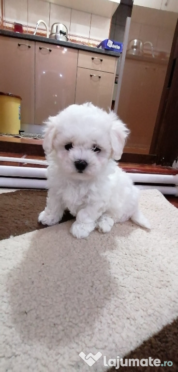 Bichon maltez mini toy