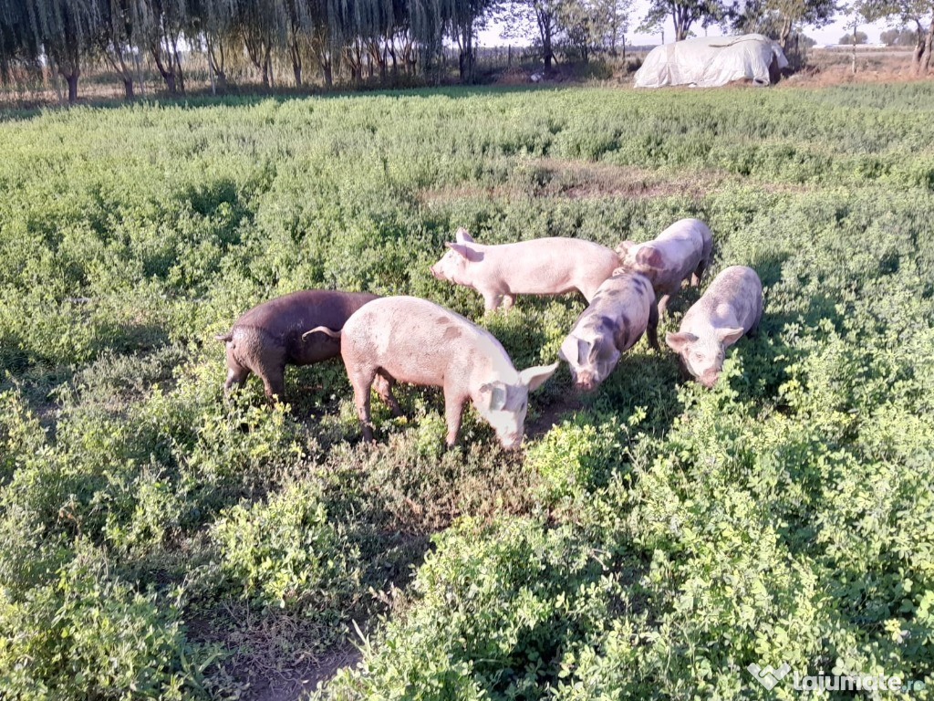 Porci si scroafa crescuti liberi, la sat de vanzare