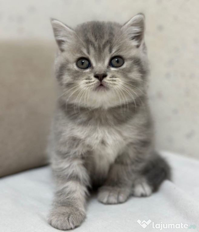 British Silver tabby