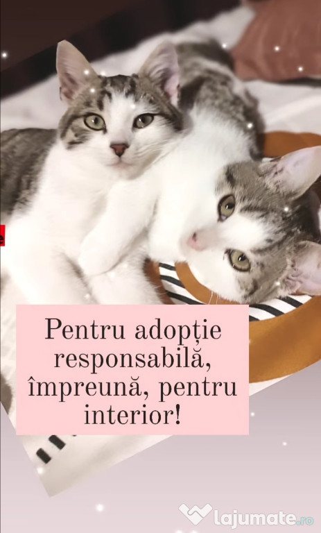 Pentru adopție responsabilă