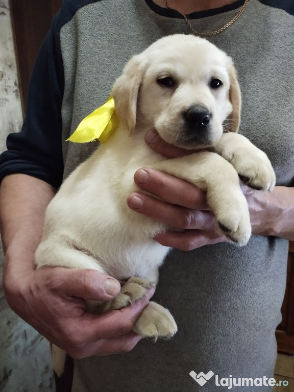 Labrador băieței și fetițe frumoși și jucăuși