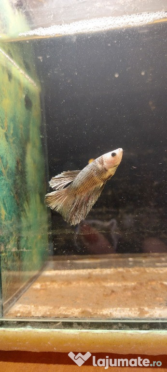 Betta halfmoon colorit deosebit