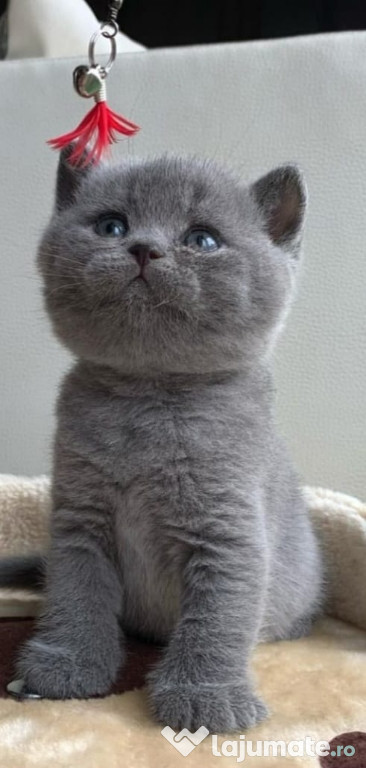 British shorthair