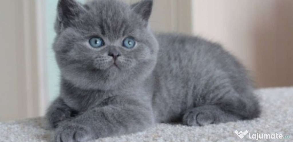 British shorthair