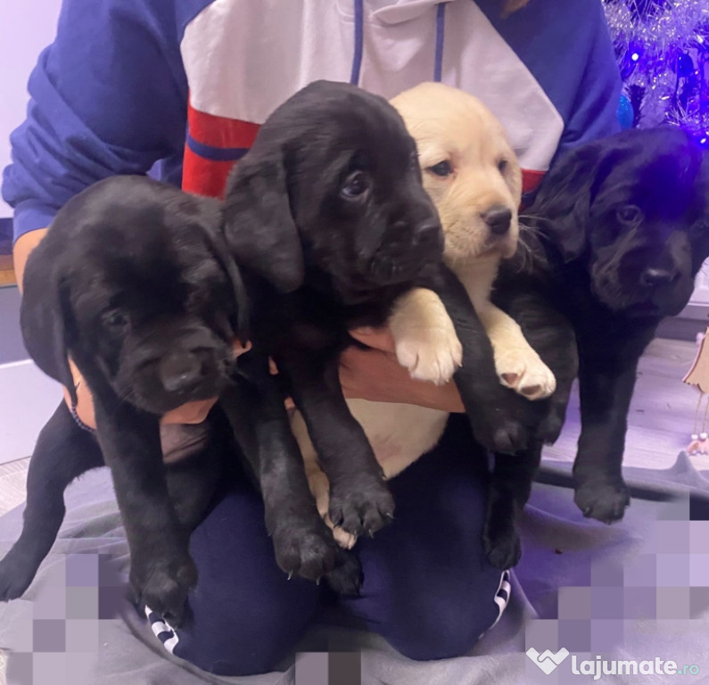 Catei Labrador retriever de vanzare-prieteni fideli si iubitori