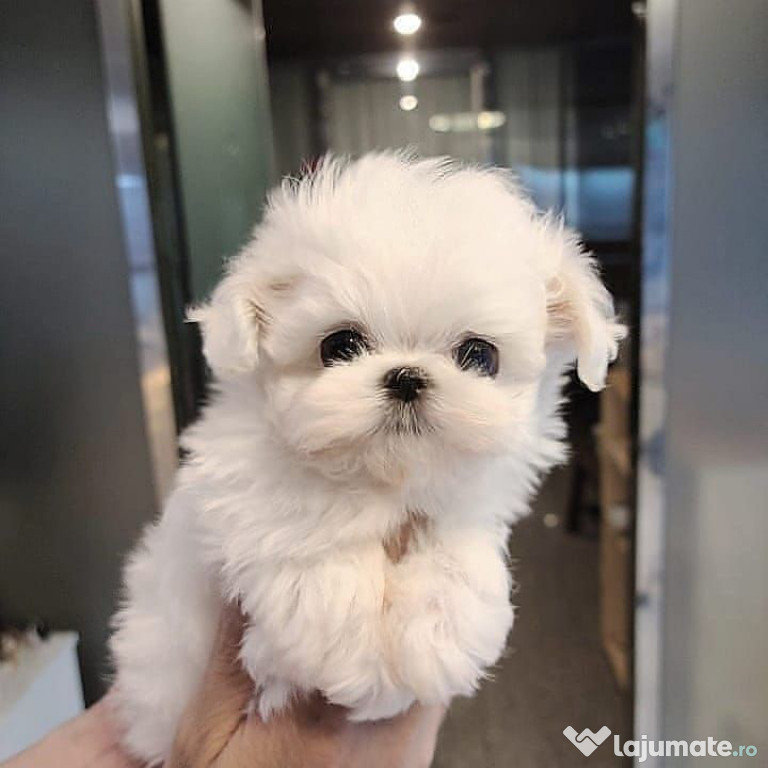 Bichon maltez mini toy