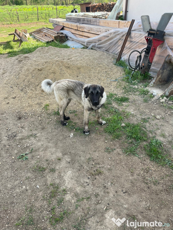 Câine kangal de 1 an !