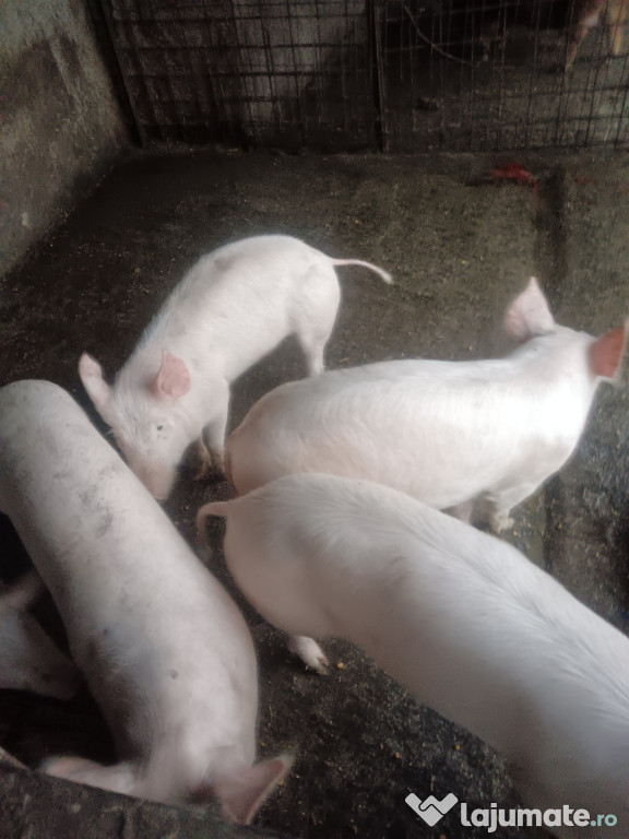 Purcei rasă de carne pentru crescut