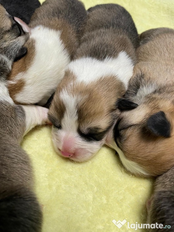 Pui Welsh corgi pembroke