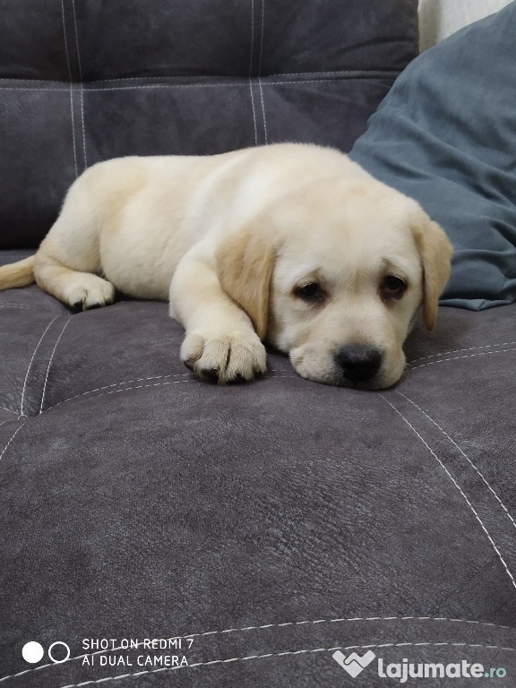 Labrador băieței și fetițe