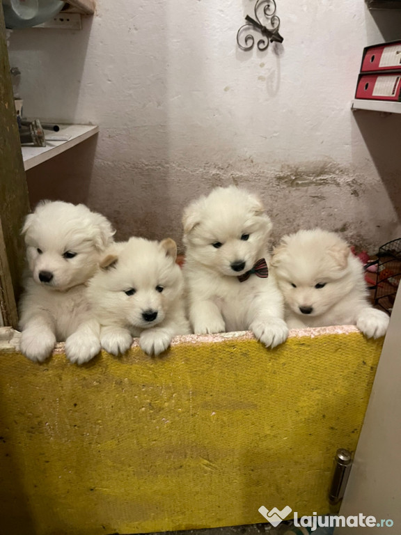 Vand catei Samoyede exceptionali