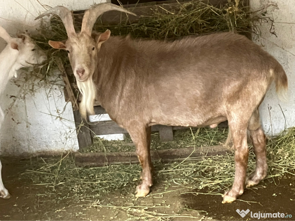 Vând țap Alpin Francez