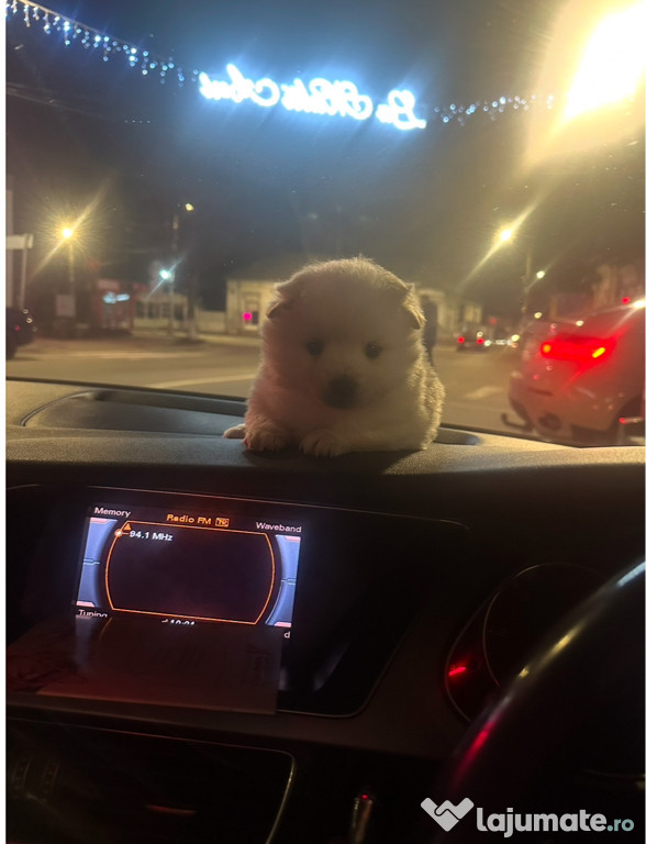 Pomeranian toy boo