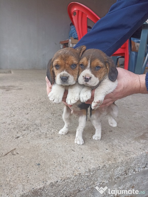 Căței beagle,3 băieți