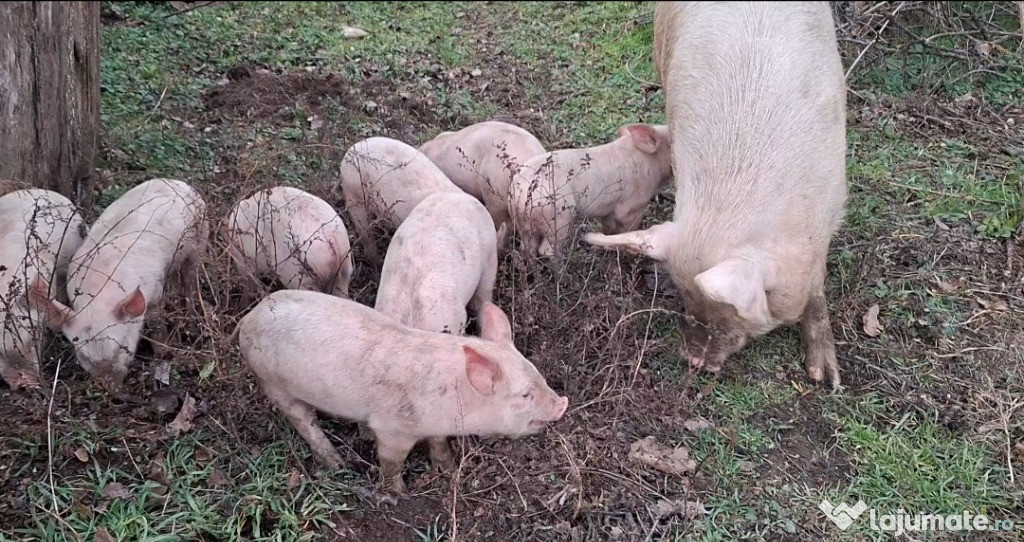 Vanzare porci de doua luni: Marele Alb