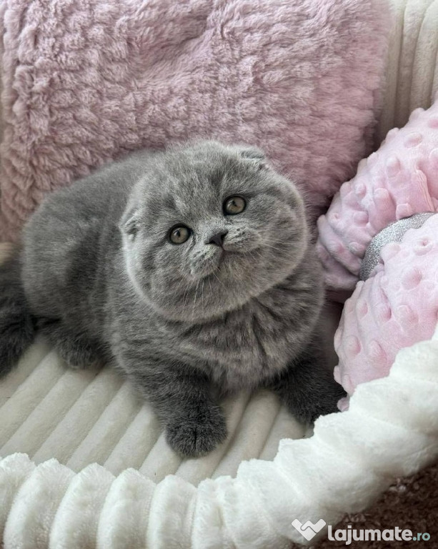 Scottish fold băieței și fetițe