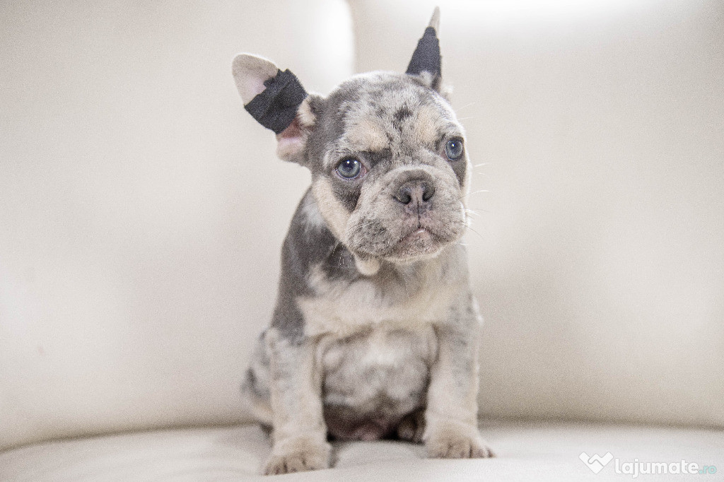 Bulldog Francez - blue merle cu ochii albastri - Transport in tara