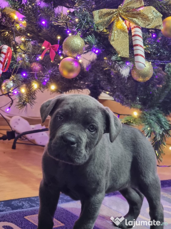 Pui (femela) Cane Corso