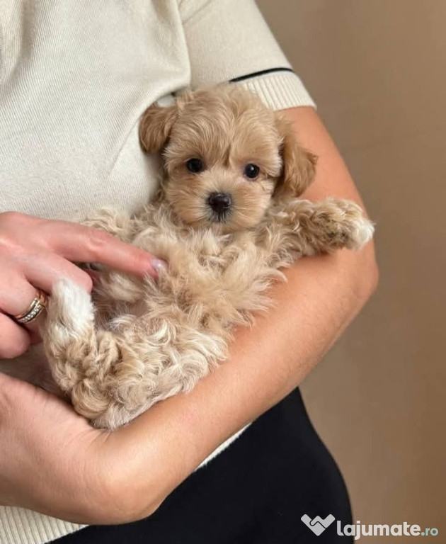 Maltipoo baietel