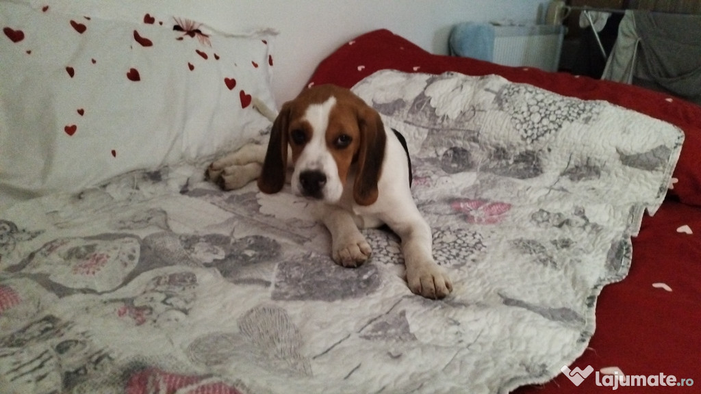 BEAGLE tricolor fetita