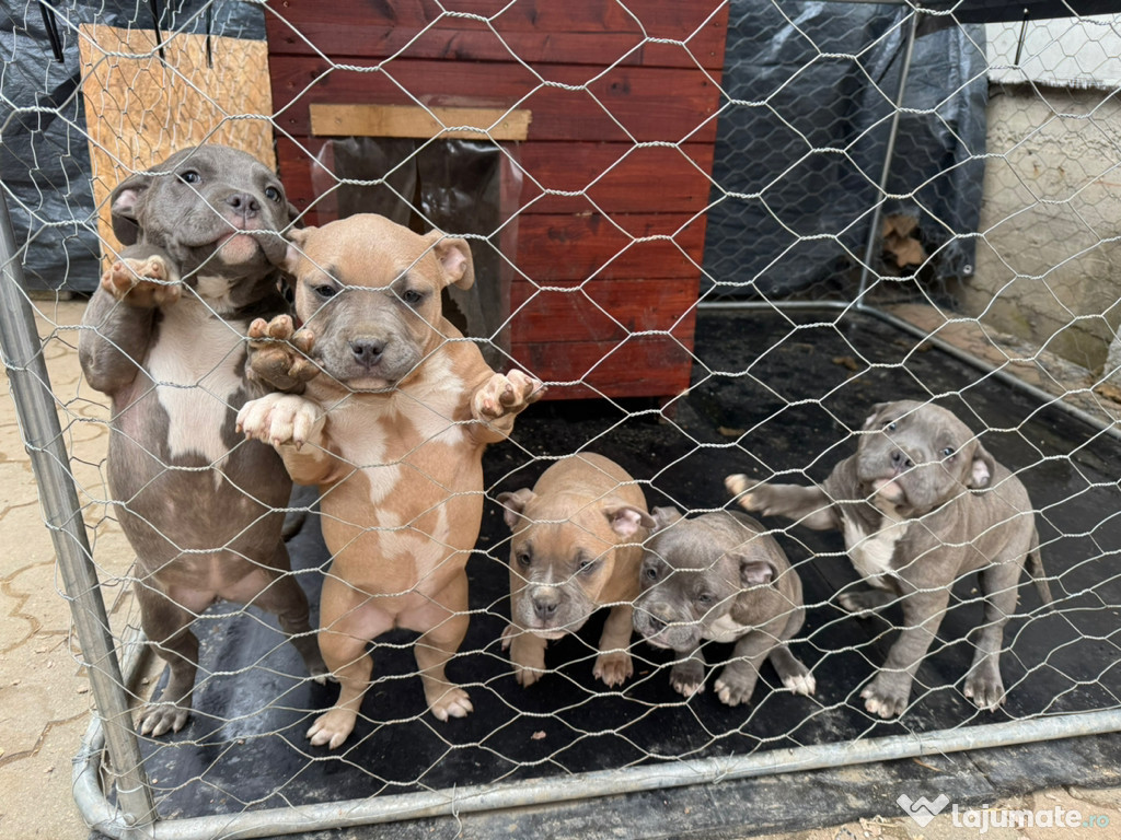 Cățeluși American bully